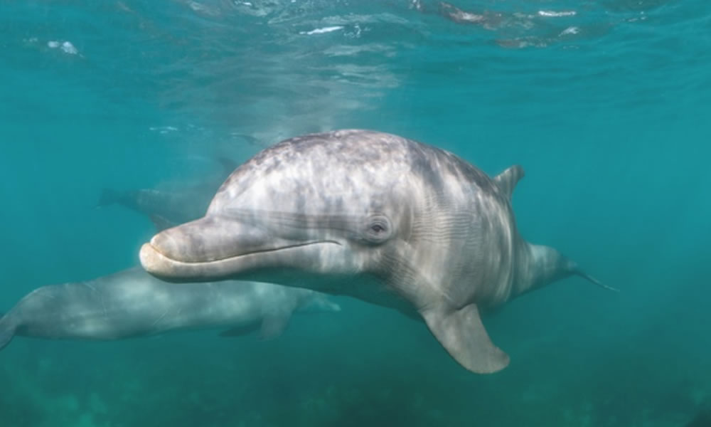 Delfín spí jen polovinou mozku 2 hodiny