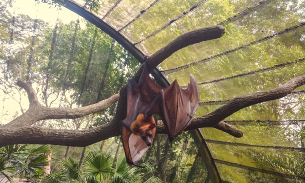 Hnědý netopýr spí až 19 hodin