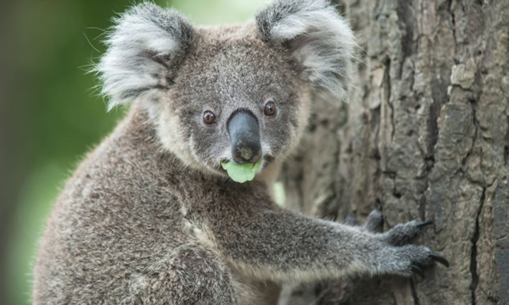 Koala spí 20 až 22 hodin