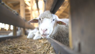 Jak dlouho spí zvířata? Nejvíce Koaly, nejméně Sloni... Jak dlouho spí zvířata? Nejvíce Koaly, nejméně Sloni...