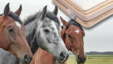 Proč si koupit přírodní matraci s koňskými žíněmi? Proč si koupit přírodní matraci s koňskými žíněmi?