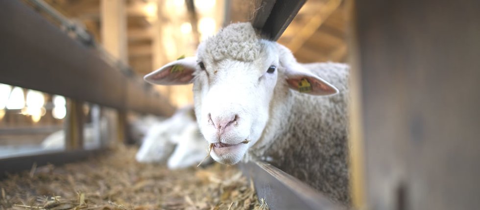 Jak dlouho spí zvířata? Nejvíce Koaly, nejméně Sloni... Jak dlouho spí zvířata? Nejvíce Koaly, nejméně Sloni...