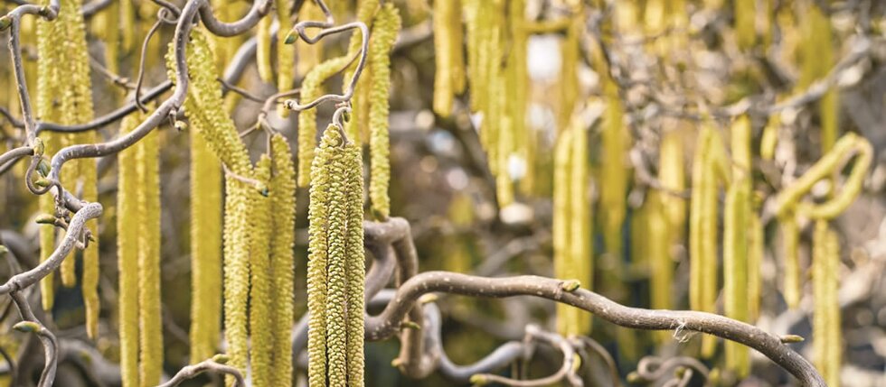 5 rad, jak se v ložnici vyrovnat s jarními pyly 5 rad, jak se v ložnici vyrovnat s jarními pyly